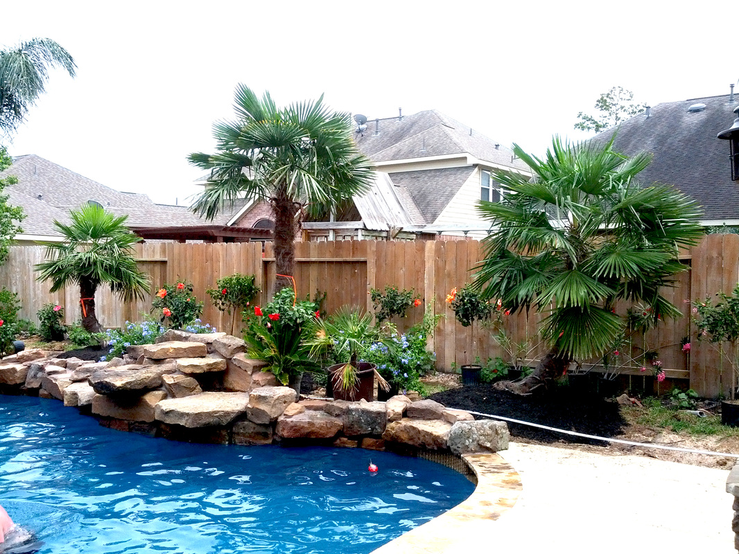 Medium Sized Palm Trees For Your Pool